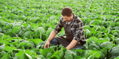 Praca sezonowa Niemcy