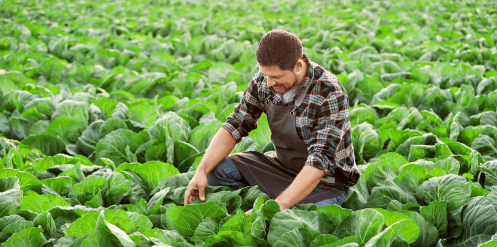 Praca sezonowa Niemcy